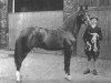 stallion Berk 1903 ox (Arabian thoroughbred, 1903, from Seyal 1897 ox)