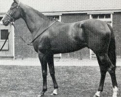 stallion Freefoot xx (Thoroughbred, 1970, from Relko xx)