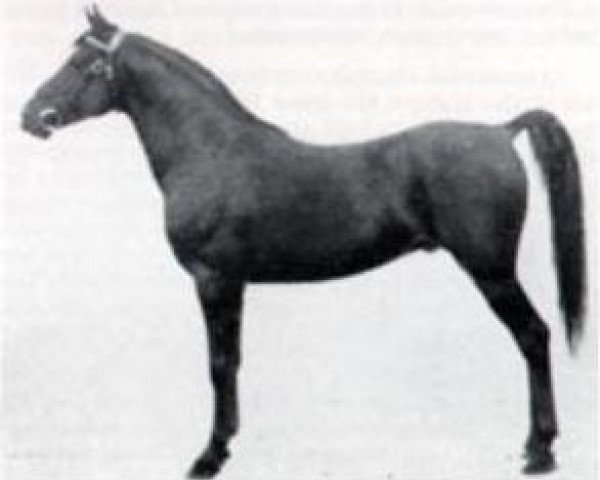 stallion Hamran 1915 EAO (Arabian thoroughbred, 1915, from Berk 1903 ox)