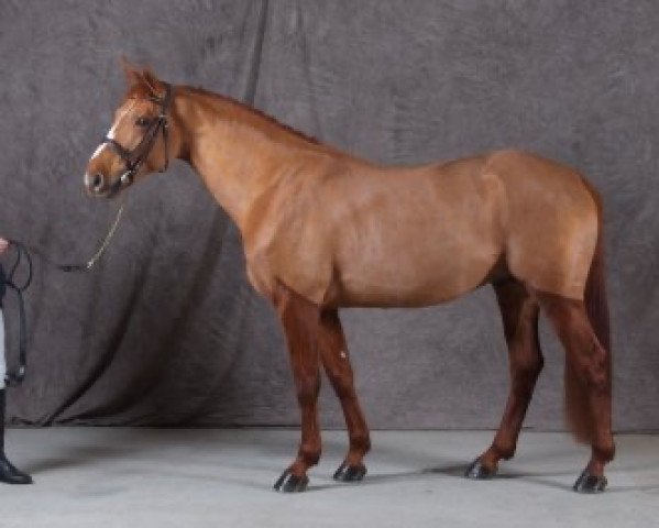 stallion Roy de la Vallée (Selle Français, 2005, from Qredo de Paulstra)