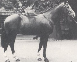 stallion Prinz Pilot (Westphalian, 1985, from Pilot)