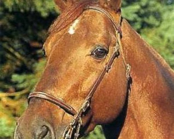 stallion J'T'Adore (Selle Français, 1975, from Brilloso)