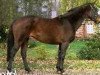 broodmare Finesse (Hanoverian, 1999, from Federweisser)