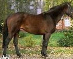 broodmare Finesse (Hanoverian, 1999, from Federweisser)