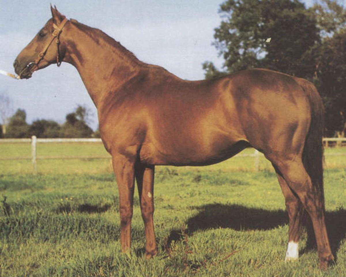 Deckhengst Moulin xx (Englisches Vollblut, 1976, von Mill Reef xx)