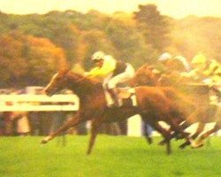 stallion Village Star xx (Thoroughbred, 1983, from Moulin xx)