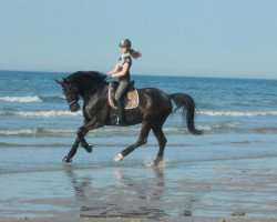 dressage horse Drummont (Oldenburg, 2000, from Donnerhall)