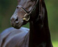 stallion Sunny Boy (Oldenburg, 2003, from Sandro Hit)