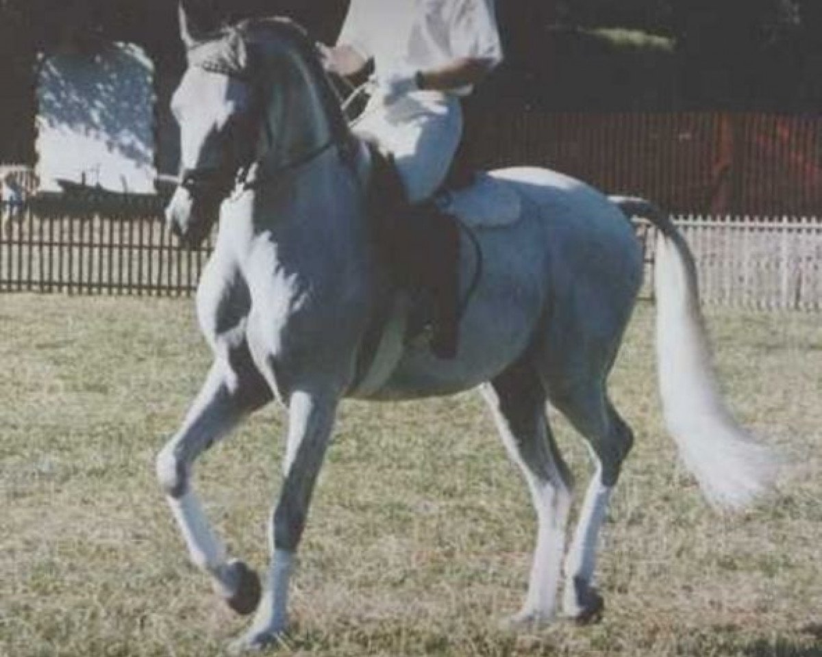 Deckhengst Pamino ShA (Shagya-Araber, 1980, von Bajar ShA)