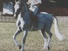 stallion Pamino ShA (Shagya Arabian, 1980, from Bajar ShA)