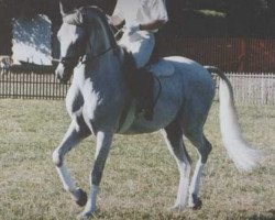 stallion Pamino ShA (Shagya Arabian, 1980, from Bajar ShA)