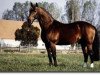 stallion Piaster (Bavarian, 1982, from Pik Bube I)