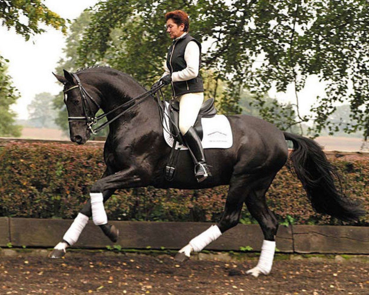 stallion Dionysos 19 (Oldenburg, 1997, from De Niro)