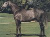stallion Mendez xx (Thoroughbred, 1981, from Bellypha xx)