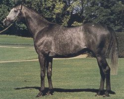 stallion Mendez xx (Thoroughbred, 1981, from Bellypha xx)