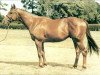 stallion Inchinor xx (Thoroughbred, 1990, from Ahonoora xx)