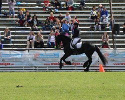 dressage horse Negro van de Smid (Friese, 2012, from Tsjerk 328)