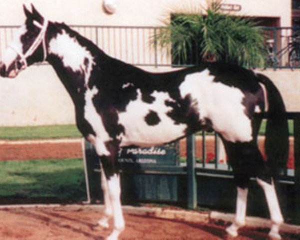 stallion Racey Remarque xx (Thoroughbred, 1997, from Sonnys Solo Halo xx)