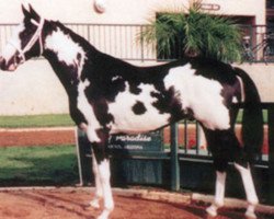 stallion Racey Remarque xx (Thoroughbred, 1997, from Sonnys Solo Halo xx)