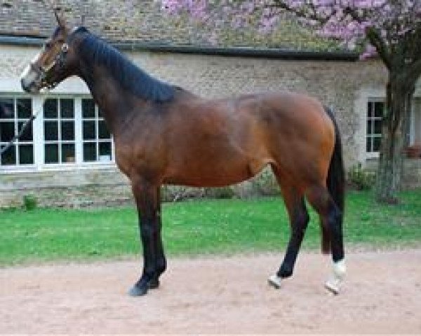 broodmare Lady An Co xx (Thoroughbred, 2005, from Lavirco xx)