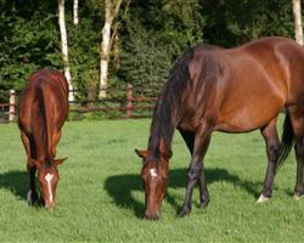 broodmare Forest Fire xx (Thoroughbred, 1995, from Never So Bold xx)