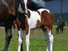 dressage horse Akör S (Pinto / Hunter, 2012, from Avalon 281)