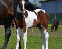 dressage horse Akör S (Pinto / Hunter, 2012, from Avalon 281)