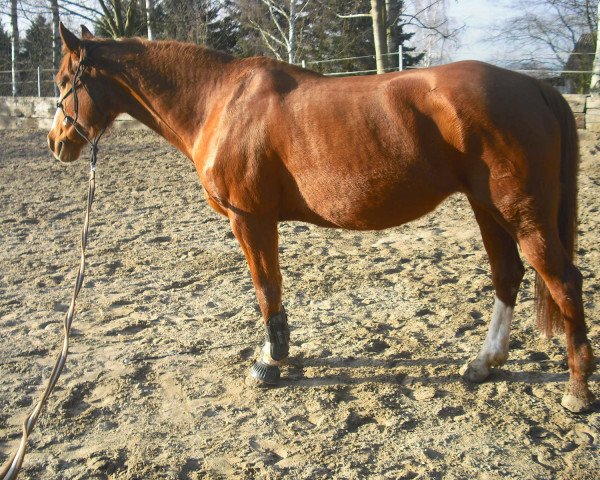 broodmare Vanessa (German Riding Pony, 1992, from Derano Gold)