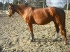 Zuchtstute Vanessa (Deutsches Reitpony, 1992, von Derano Gold)