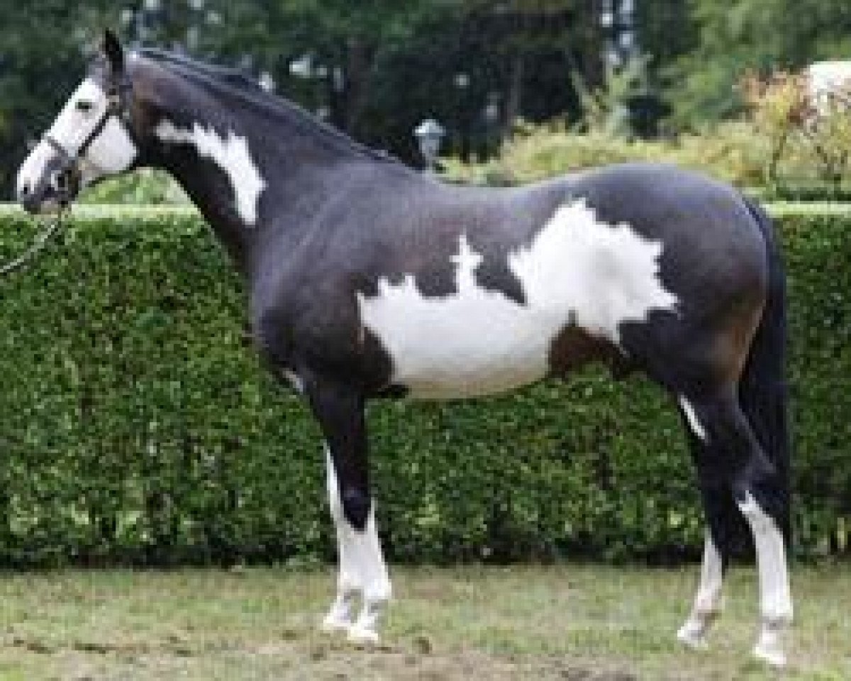 stallion I Was Framed xx (Thoroughbred, 2002, from Racey Remarque xx)