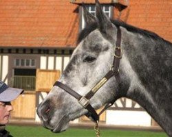 broodmare Distant Echo xx (Thoroughbred, 2004, from Linamix xx)