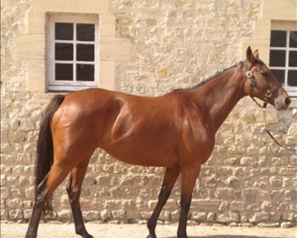 broodmare Cow Girl xx (Thoroughbred, 2004, from King's Best xx)