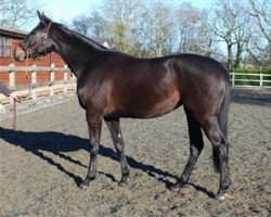 broodmare Cinta xx (Thoroughbred, 2008, from Monsun xx)