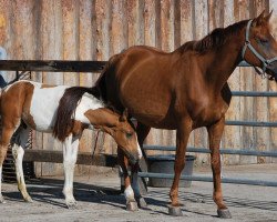 broodmare Roxanne (Hanoverian, 1993, from Rubinstein I)