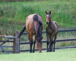 broodmare And I xx (Thoroughbred, 2003, from Inchinor xx)