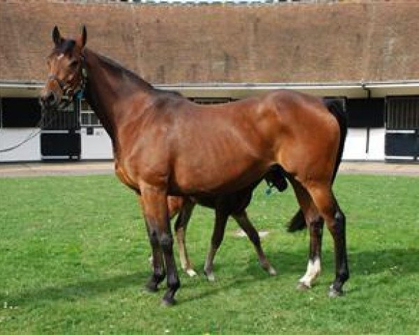 broodmare Aline xx (Thoroughbred, 2003, from Tiger Hill xx)