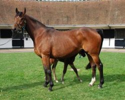 broodmare Aline xx (Thoroughbred, 2003, from Tiger Hill xx)