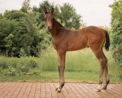 horse Carmilou CM (Oldenburger Springpferd, 2022, from Conthalou)