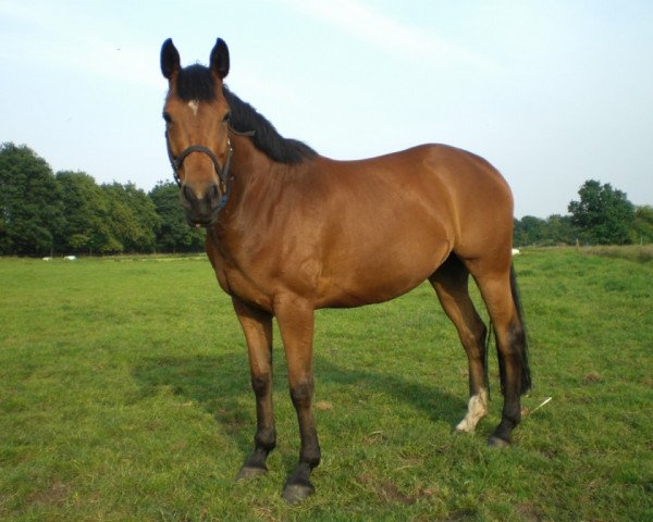 horse Loona 71 (Hanoverian,  , from Likoto xx)