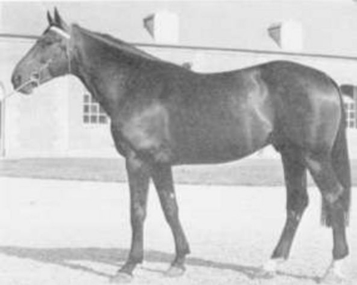 stallion Foudre de Guerre (Selle Français, 1971, from Nankin)