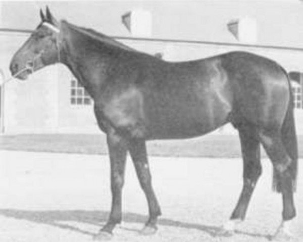 stallion Foudre de Guerre (Selle Français, 1971, from Nankin)