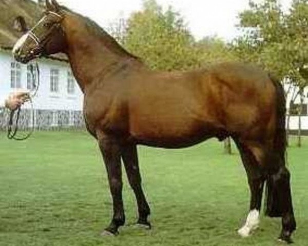 stallion Allegro (Hanoverian, 1972, from Absatz)