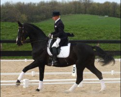 stallion Diamond (Danish Warmblood, 1982, from Allegro)