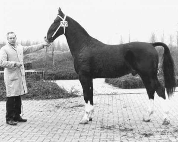 stallion Oran (Dutch Warmblood, 1973, from Hoogheid)
