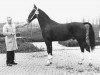 stallion Oran (Dutch Warmblood, 1973, from Hoogheid)