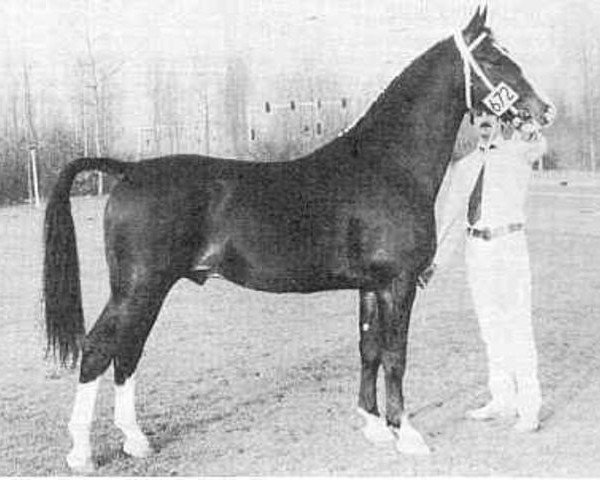 stallion Tamboerijn (KWPN (Royal Dutch Sporthorse), 1977, from Oran)