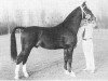 stallion Tamboerijn (KWPN (Royal Dutch Sporthorse), 1977, from Oran)