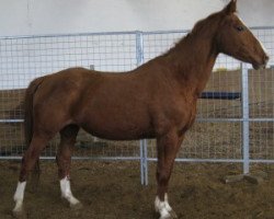 broodmare Dominante (Hessian Warmblood, 2004, from Don Papas)