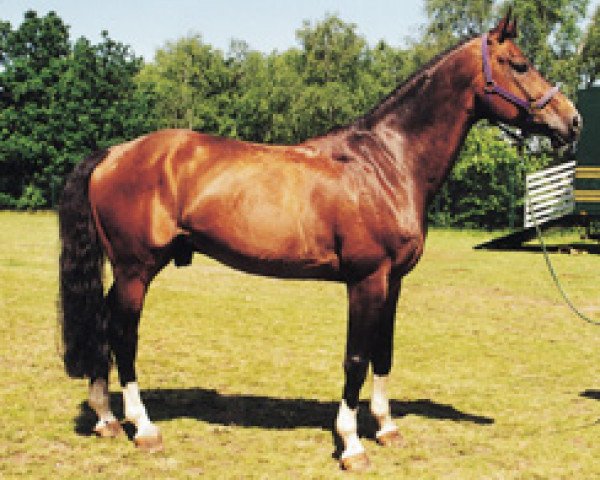 stallion Don Papas (Hanoverian, 1990, from Drosselklang II)