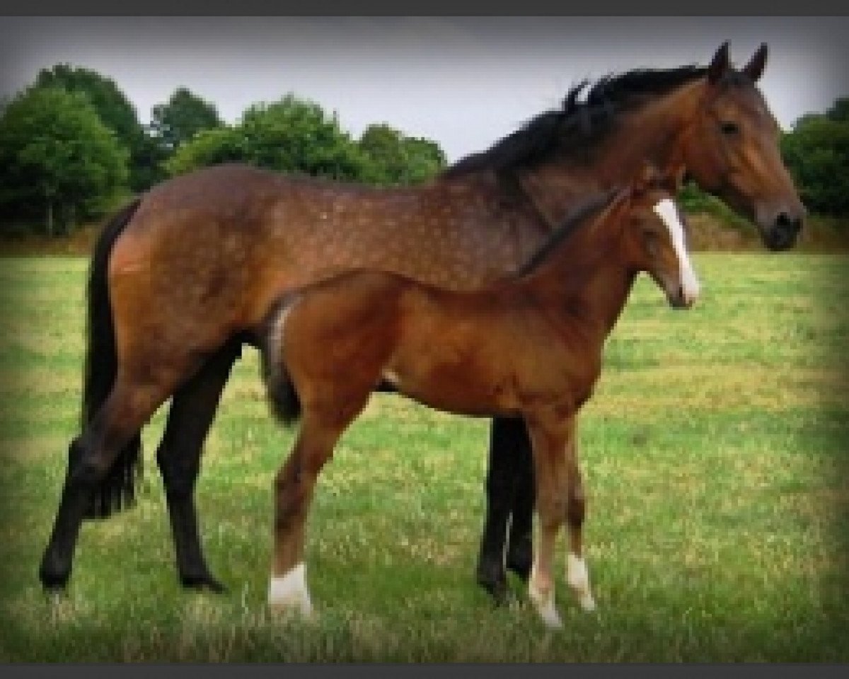 broodmare Ulina BS (Holsteiner, 2004, from Cassini II)